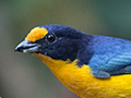 Violaceous Euphonia, Jardin de los Picaflores, Puerto Iguaz, Argentina