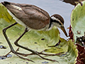 Immature Wattled Jacana, Hotel Pantanal Norte, Porto Jofre, Brazil