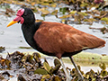 Wattled Jacana, Hotel Pantanal Norte, Porto Jofre, Brazil