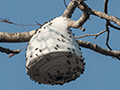 Wasp Nest, Pousada Currupira das Araras, Brazil