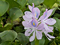 Water Hyacinth, Hotel Pantanal Norte, Porto Jofre, Brazil