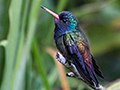 White-chinned Sapphire, Ubatuba, Brazil