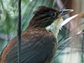 White-eyed Foliage-gleaner, Ubatuba, Brazil