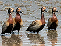 White-faced Whistling-Duck, Pousada Currupira das Araras, Brazil