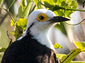 White Woodpecker, Pousada Jardim da Amazonia, Brazil