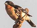 White-rumped Tanager, gua Fria Dirt Road, Brazil