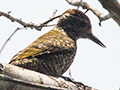 White-spotted Woodpecker, Parque Provincial Urugua-, Argentina