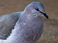 White-tipped Dove, Pantanal Mato Grosso Lodge, Brazil