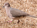 White-tipped Dove, Hotel Pantanal Norte, Porto Jofre, Brazil