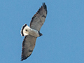 White-tailed Hawk, Agulhas Negras Road, Itatiaia NP, Brazil