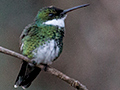 White-throated Hummingbird, Hotel do Ype, Parque Nacional do Itatiaia, Brazil