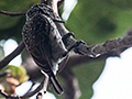 White-wedged Piculet, Transpantaneira Highway, Brazil