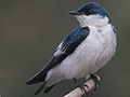 White-winged Swallow, Pixiam River, Brazil