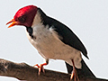 Yellow-billed Cardinal, Rest Stop, Transpantaneira Highway, Brazil