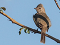 Yellow-bellied Elaenia, gua Fria Dirt Road, Brazil