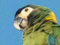 Yellow-collared Macaw, Transpantaneira Highway, Brazil