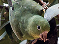 Yellow-chevroned Parakeet, Hotel Pantanal Norte, Porto Jofre, Brazil