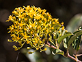 Yellow Flowers, Agulhas Negras Road, Itatiaia NP, Brazil