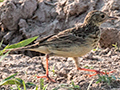 Yellowish Pipit, Pantanal Mato Grosso Lodge, Brazil