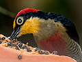 Yellow-fronted Woodpecker, En Route Caraguatatuba to Ubatuba, Brazil