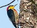 Yellow-fronted Woodpecker, Iguaz National Park, Argentina