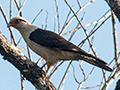 Yellow-headed Caracara, Capricornio Ranch Dirt Road, Brazil