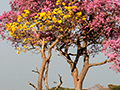 Ype Trees, Piuval Lodge, Brazil