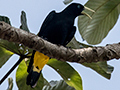 Yellow-rumped Cacique, Pousada Jardim da Amazonia, Brazil