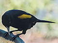 Yellow-rumped Cacique, Parque Nacional do Itatiaia, Brazil