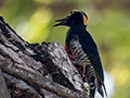 Yellow-tufted Woodpecker, Pousada Currupira das Araras, Brazil