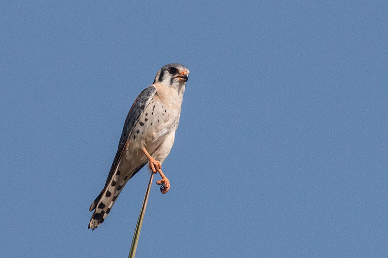 American Kestrel, Pousada Currupira das Araras, Brazil