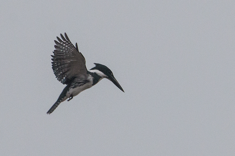 Amazon Kingfisher, Hotel Pantanal Norte, Porto Jofre, Brazil