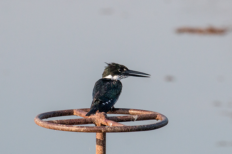 Amazon Kingfisher, Pousada Currupira das Araras, Brazil