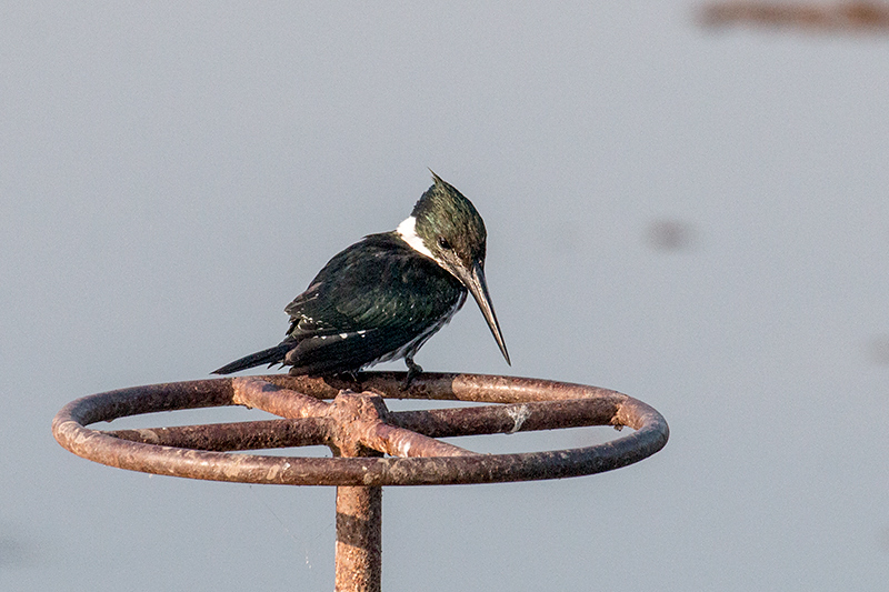 Amazon Kingfisher, Pousada Currupira das Araras, Brazil