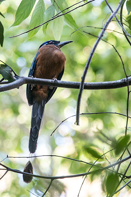 Amazonian Motmot, Chapada dos Veadeiros National Park, Brazil