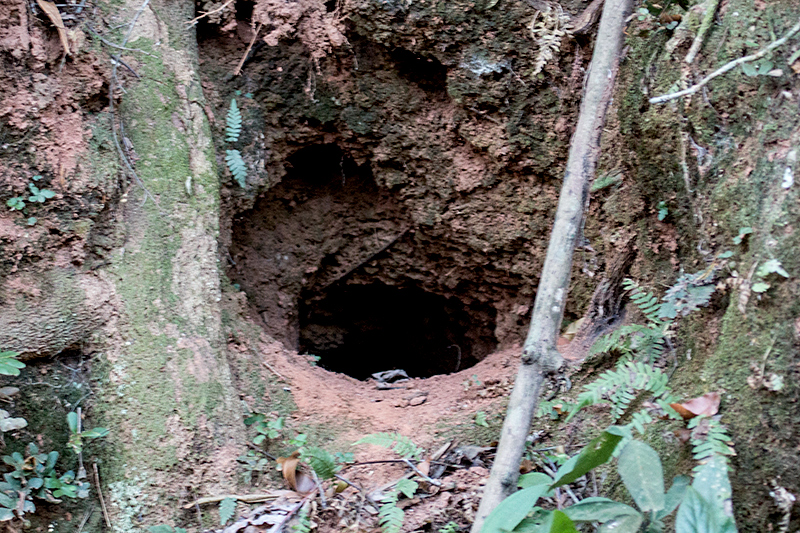 Amazonian Motmot Nest  Burrow, Chapada dos Veadeiros National Park, Brazil