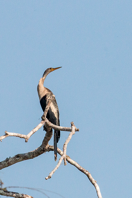 Anhinga, Cuiab River, Porto Jofre, Brazil 