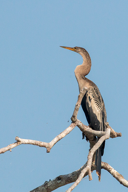 Anhinga, Cuiab River, Porto Jofre, Brazil 