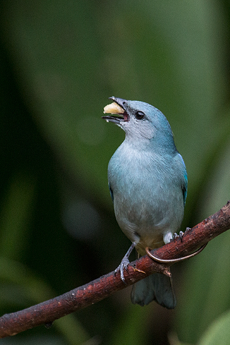 Azure-shouldered Tanager, Jonas's Feeders, Folha Seca Road, Ubatuba, Brazil