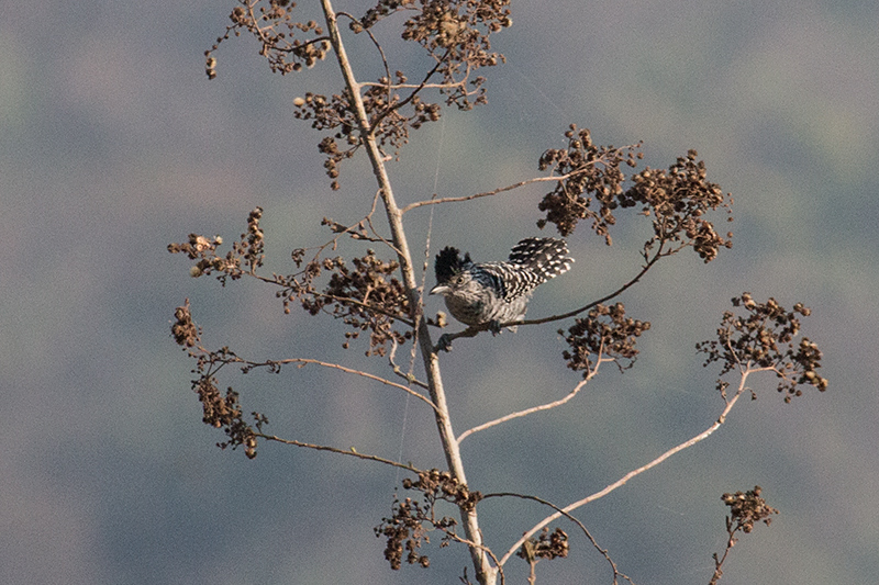 Barred Antshrike, Pousada Currupira das Araras, Brazil