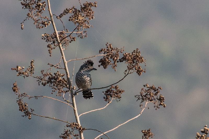 Barred Antshrike, Pousada Currupira das Araras, Brazil