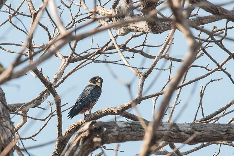 Bat Falcon, Piuval Lodge, Brazil 