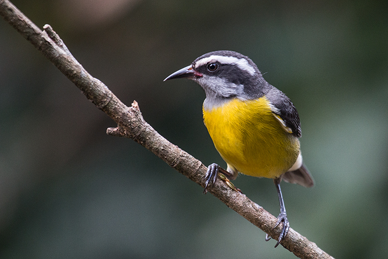 Bananaquit, Jardin de los Picaflores, Puerto Iguaz, Argentina