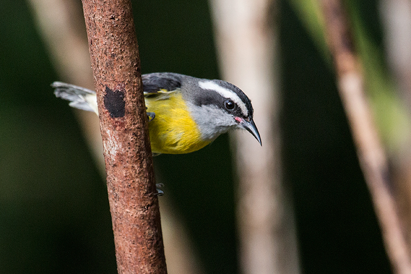 Bananaquit, Jonass Feeders, Folha Seca Road, Ubatuba, Brazil