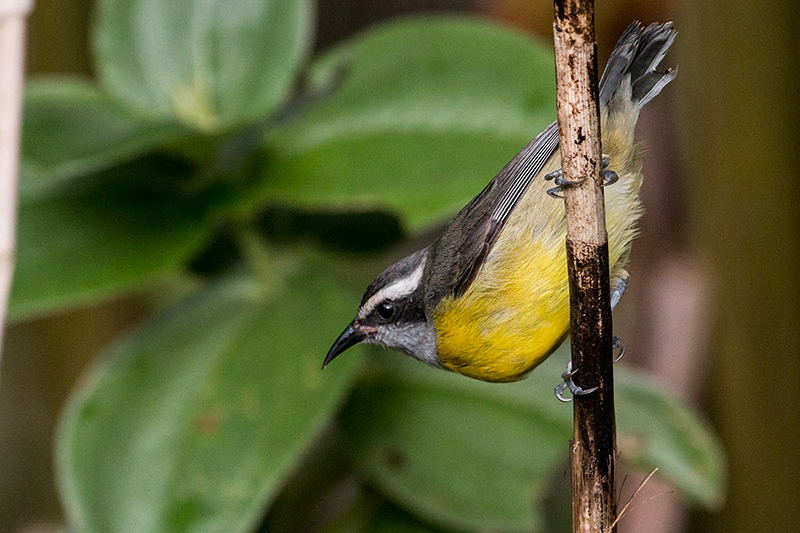 Bananaquit, Jonass Feeders, Folha Seca Road, Ubatuba, Brazil