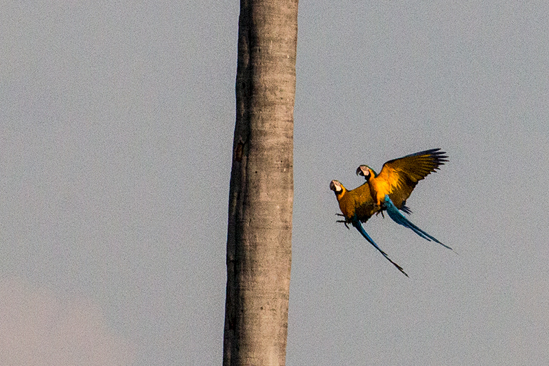 Blue-and-yellow Macaw, Near Pousada Jardim da Amazonia, Brazil