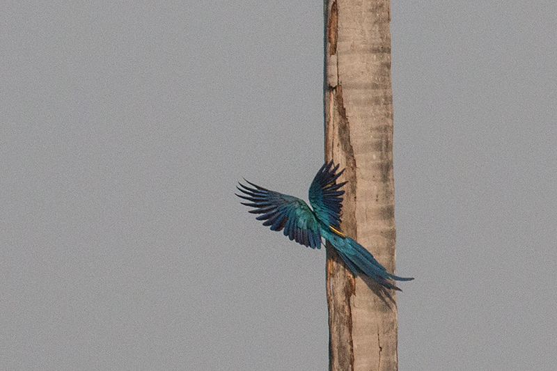 Blue-and-yellow Macaw, Near Pousada Jardim da Amazonia, Brazil