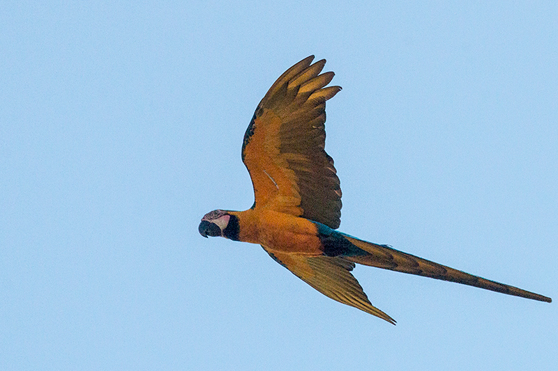 Blue-and-yellow Macaw, Pousada Jardim da Amazonia, Brazil