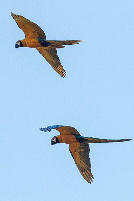 Blue-and-yellow Macaw, Pousada Jardim da Amazonia, Brazil