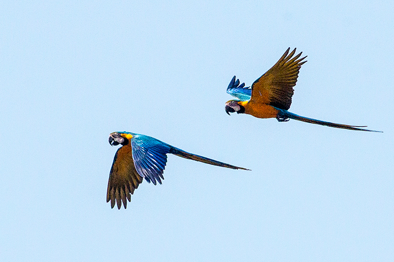 Blue-and-yellow Macaw, Pousada Jardim da Amazonia, Brazil